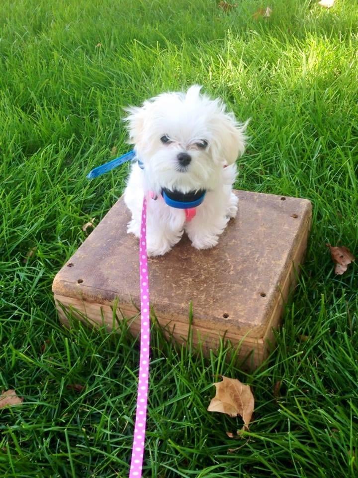 Dog Training San Ramon Dog Training San Ramon
