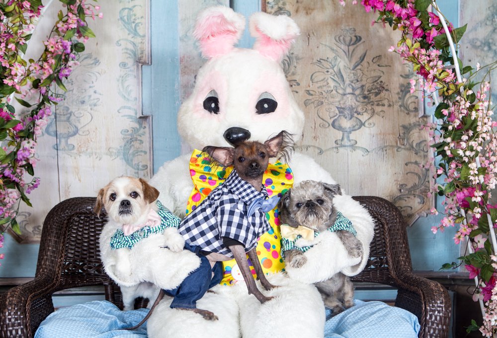 Dog Orphans Animal Shelters 90 ster St, Douglas, MA Phone