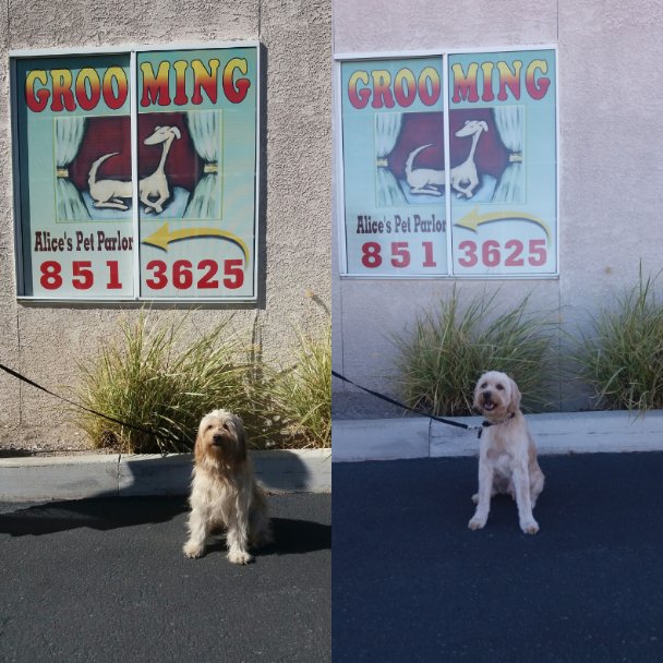 Alice’s Pet Parlor 15 Photos & 17 Reviews Pet Groomers 225