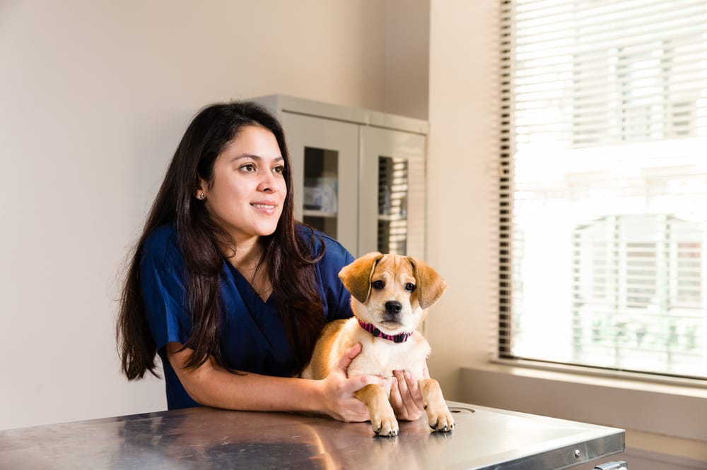 Vet Tech Institute Colleges & Universities 125 7th St, Downtown