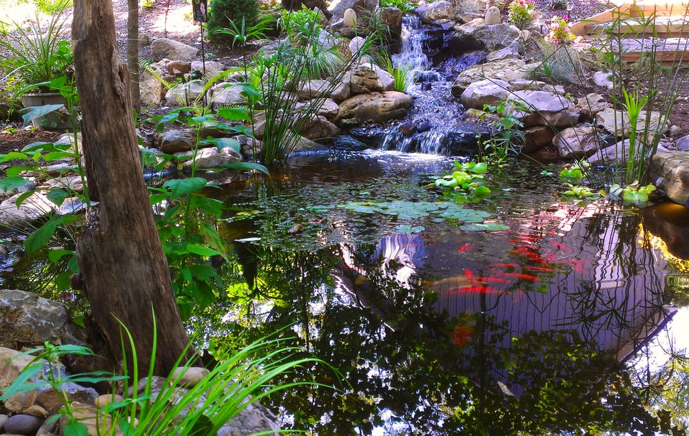 Aquatic Creations