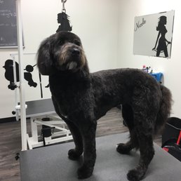 St Clair Shores Dog Grooming St Clair Shores Dog Grooming