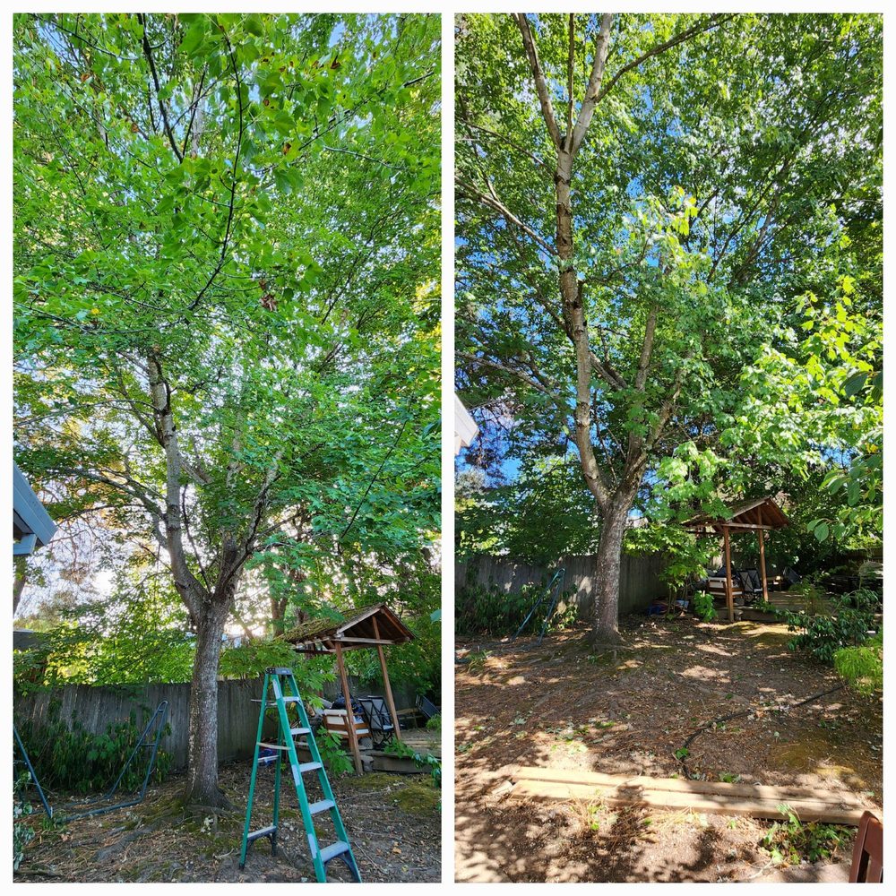 Master Tree Care Inc