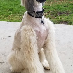 All American Mobile Dog Grooming - 18 Photos & 10 Reviews - Pet Groomers - Santa Clarita, CA All American Mobile Dog Grooming - 18 Photos & 10 Reviews - Pet Groomers - Santa Clarita, CA