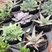 Calaveras Nursery 30 Photos 36 Reviews Nurseries Gardening Plant And Pottery Outlet