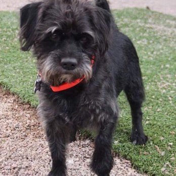 small rescue az arizona small rescue 36 photos 65 reviews animal rescue shelters 1102 w small rescue az arizona small rescue 36 photos 65 reviews animal rescue shelters 1102 w