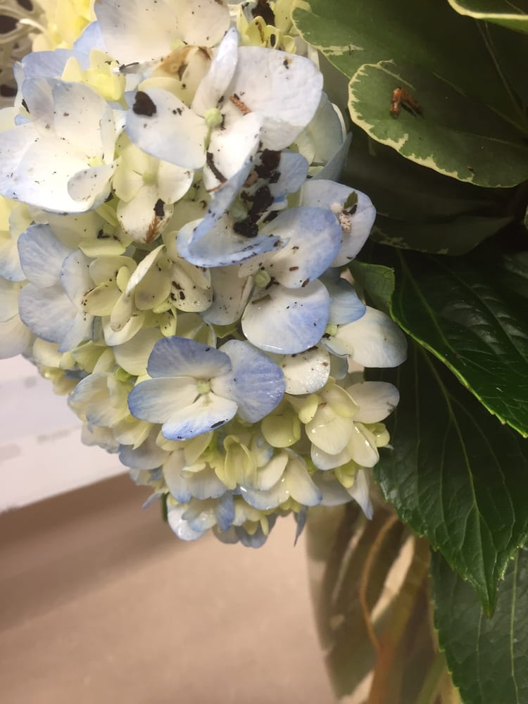 Rickey Heroman’s Florist and Gifts 27 Photos Florists 7450