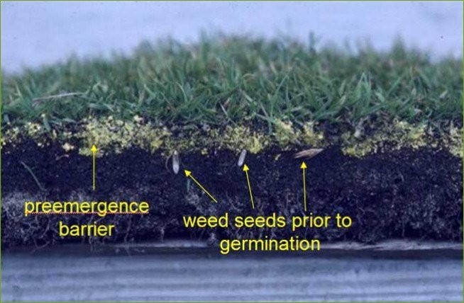 How Pre Emergent Works On Crabgr Seed Germanation Yelp