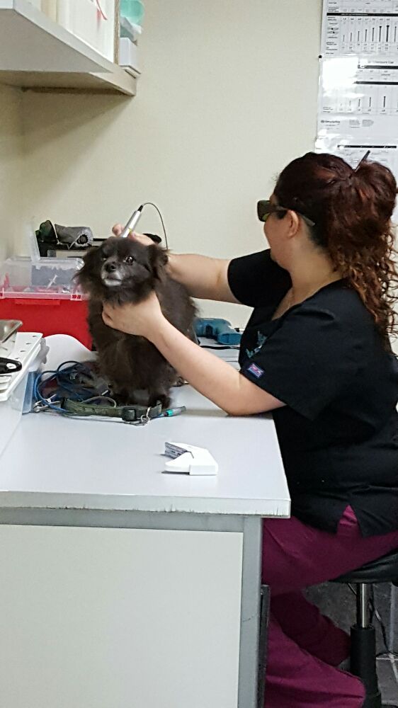 Houston Veterinary Hospital 24 Photos Veterinarians 6730 Airline