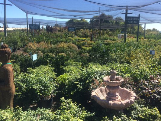 Loen Nursery Garden Center 18710 Sw Pacific Dr Sherwood Or Loen Nursery Garden Center 18710 Sw Pacific Dr Sherwood Or