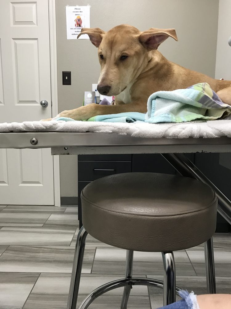 At The Vet With My Son Parvo Day 4 Yelp