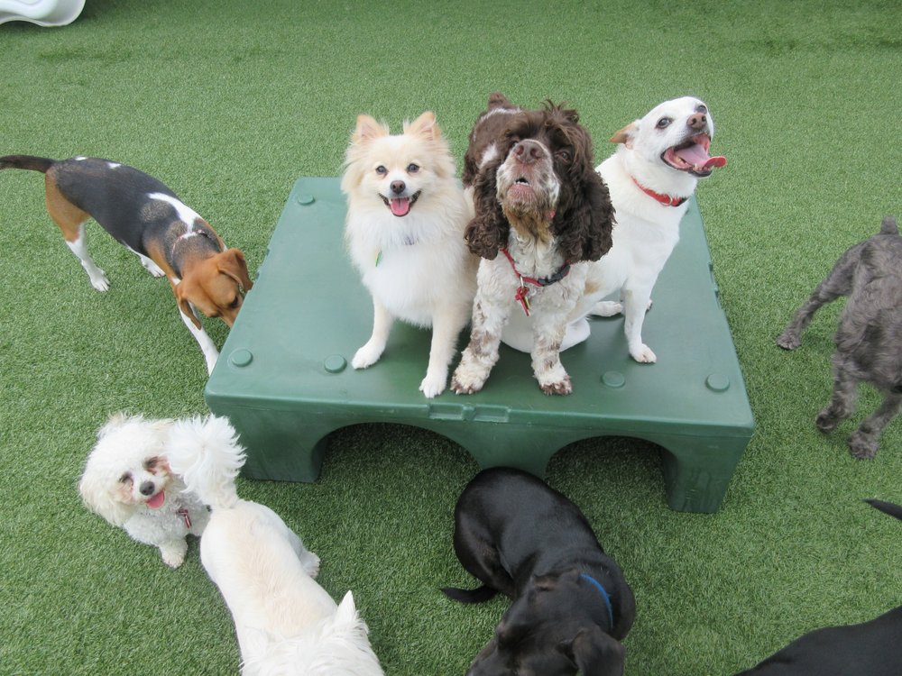 lucky dog barks and recreation