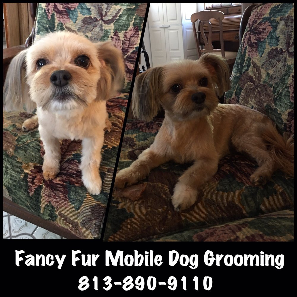 FancyFur Mobile Dog Grooming 31 Photos Pet Groomers Town N