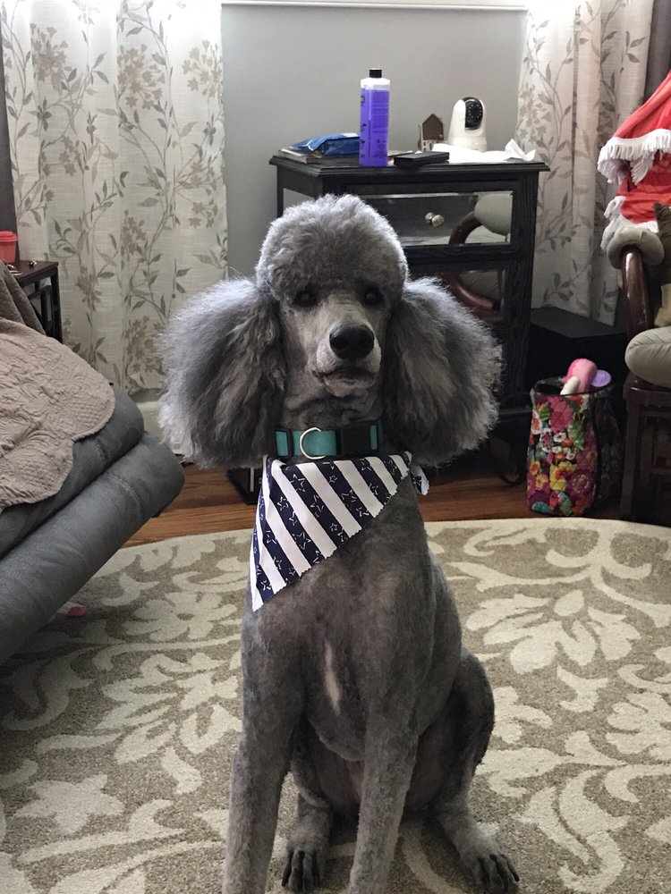 Paws and Purrs Pet Grooming 12 Reviews Pet Groomers 5394