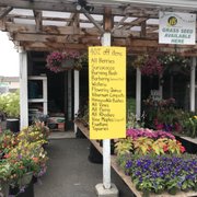 Kent East Hill Nursery 67 Photos 27 Reviews Nurseries Kwanzans Cherry Photo Of Kent East Hill Nursery Wa United States