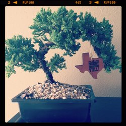 Sunshine Miniature Trees 28 Photos 43 Reviews Nurseries Photo Of Sunshine Miniature Trees Dallas Tx United States Juniper