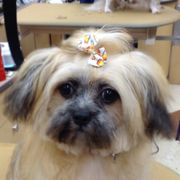 Petsmart commack ny