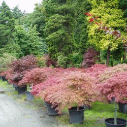 Wells Nursery Nurseries Gardening 14015 River Bend Rd Mount Photo Of Wells Nursery Mount Vernon Wa United States Lots Color