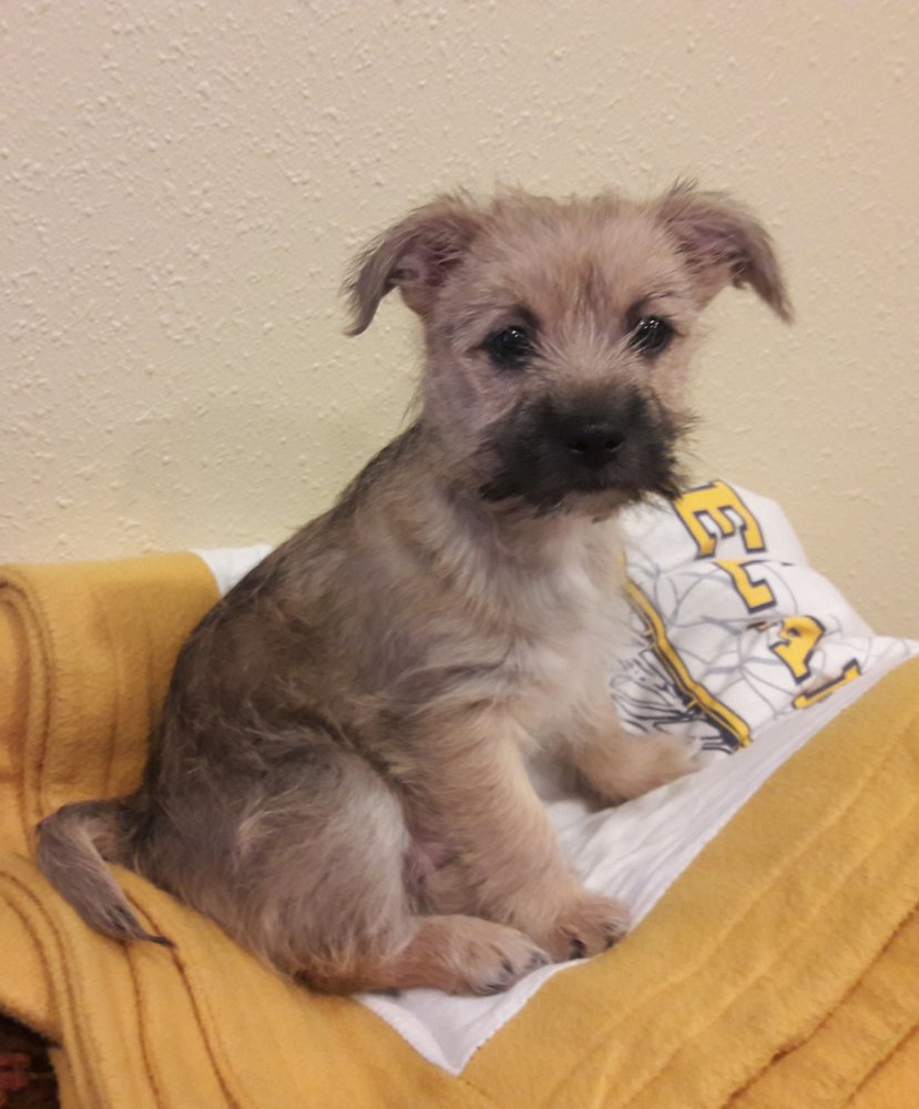 Yakima Valley Pet Rescue - Animal Shelters - 1011 Fruitvale Blvd