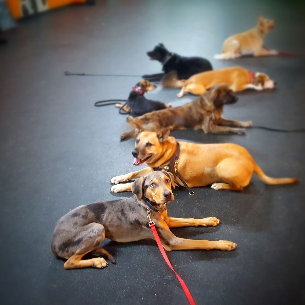 Downtown Dogs Chicago 23 Photos & 40 Reviews Pet Training 2440 W