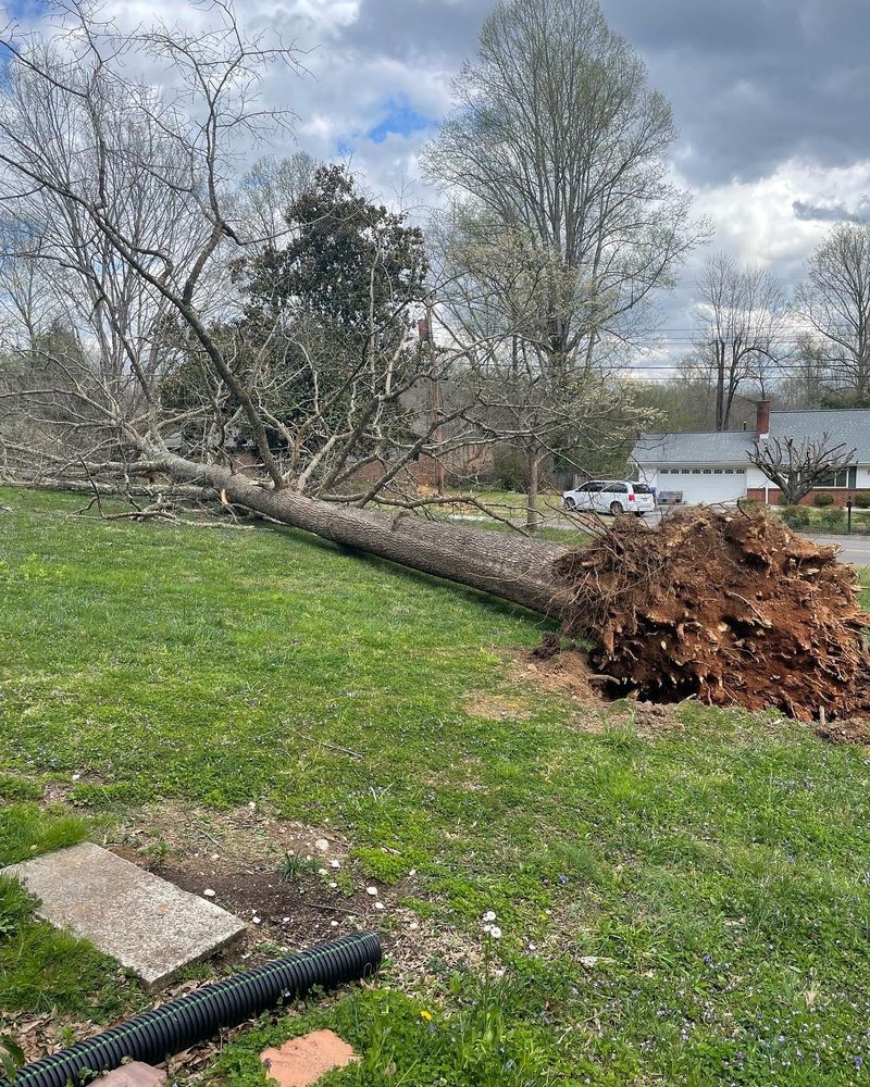 Craig Bjelland Tree Service