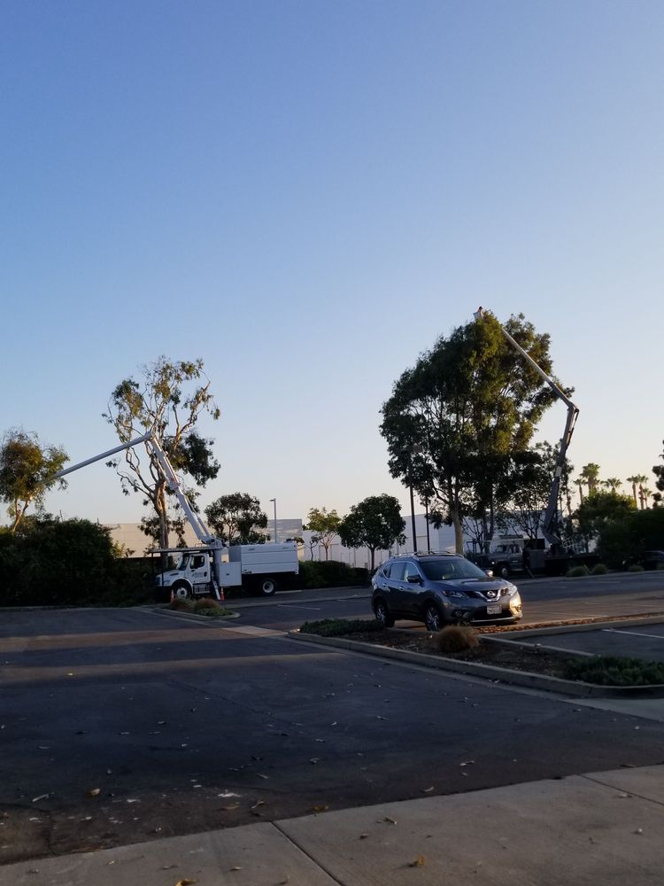 Vista Valley Tree Service