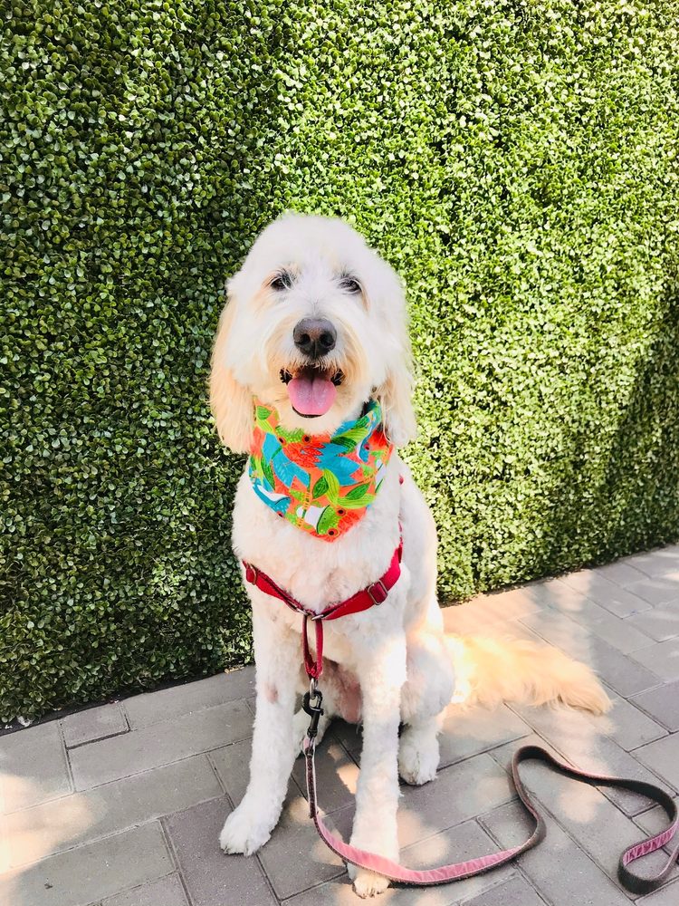 Paw Commons Pet Resort - San Diego