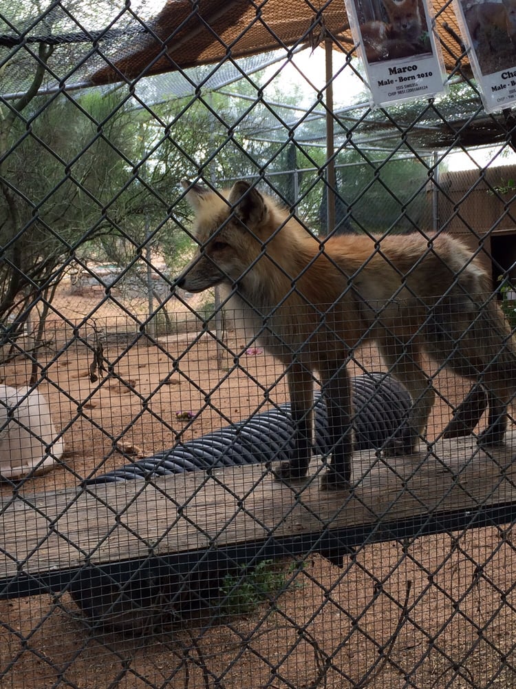 southwest wildlife rehabilitation educational foundation southwest wildlife rehabilitation educational foundation