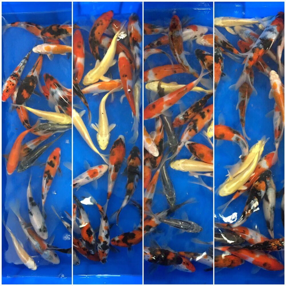 King Koi & Goldfish 124 Photos & 46 Reviews Local Fish Stores