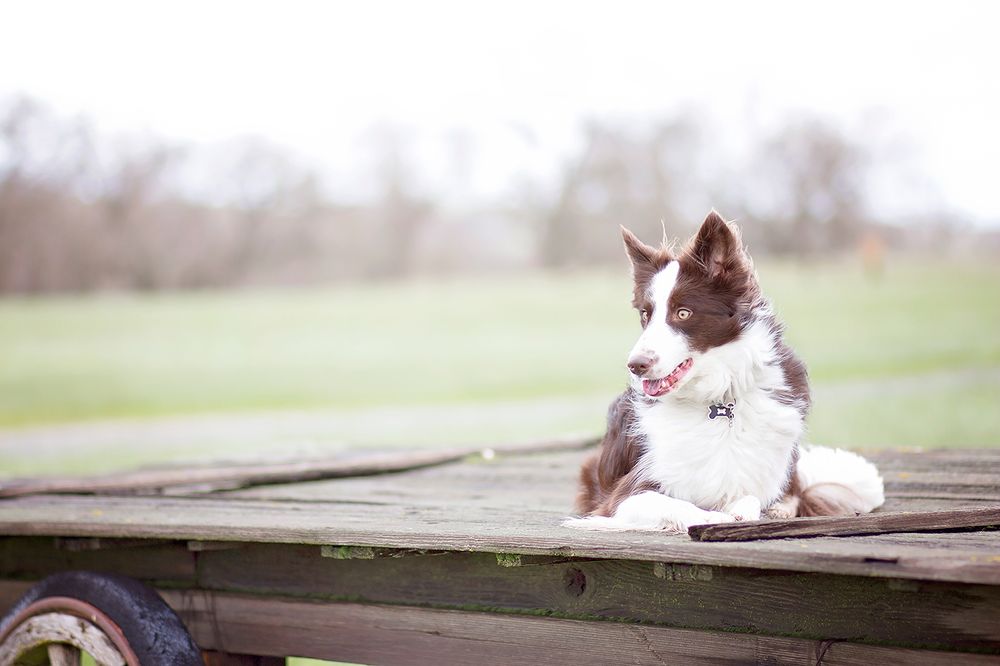 Tori Sachs Photography