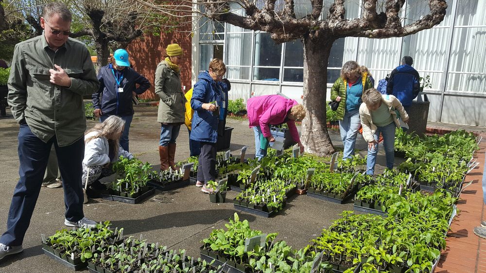 The Great Tomato Plant Sale