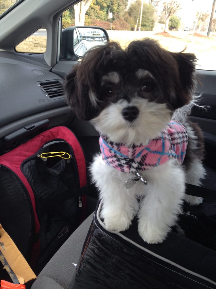 Linda’s Pet Haven 14 Photos Pet Sitting 3637 Bethania Station Rd, Winston Salem, NC