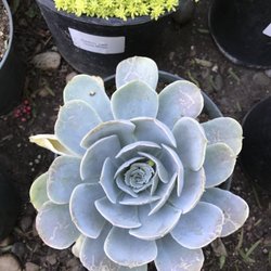 Topanga Nursery 43 Photos 25 Reviews Nurseries Topanga Nursery 43 Photos 25 Reviews Nurseries