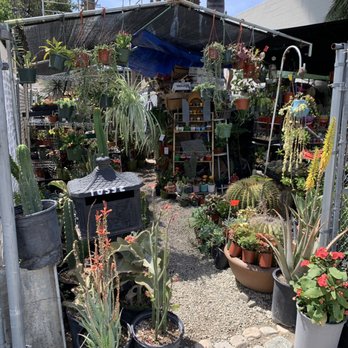 Francis S Cactus Succulents 1636 Photos 89 Reviews Nurseries Photo Of Francis S Cactus Succulents Los Angeles Ca United States