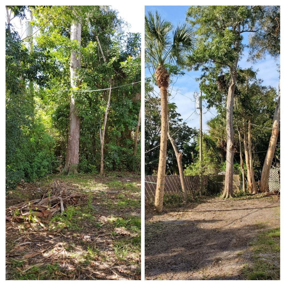 A Branch Above The Rest Tree Service
