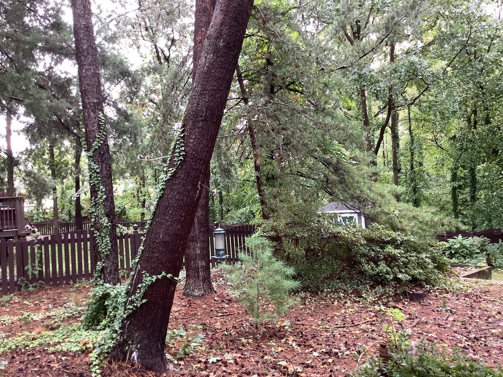 J D Mills Expert Tree Services