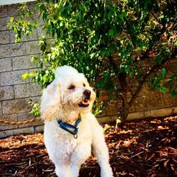 pet express 34 photos