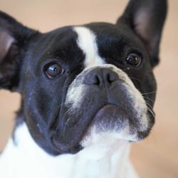 VCA Becker Animal Hospital and Pet Resort photo