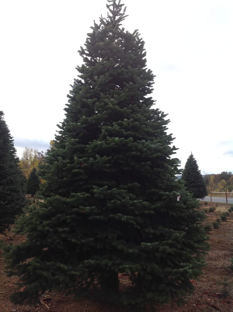 minden gardnerville christmas trees christmas trees minden gardnerville christmas trees christmas trees