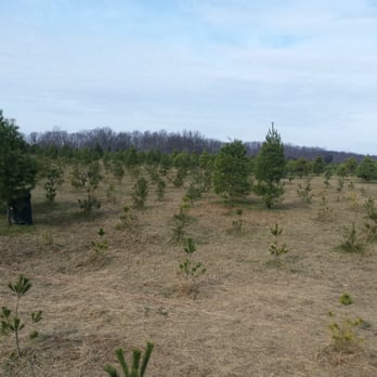 country loving christmas tree farm temp closed last country loving christmas tree farm temp closed last