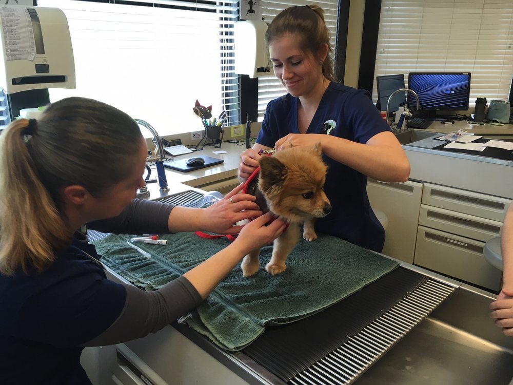 RedmondKirkland Animal Hospital 37 Photos & 54 Reviews