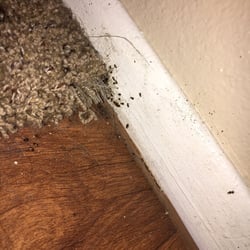 Sierra Ranch Apartments 59 Photos 54 Reviews 4722 Photo Of Sierra Ranch Apartments Phoenix Az United States Absolutely Disgusting And