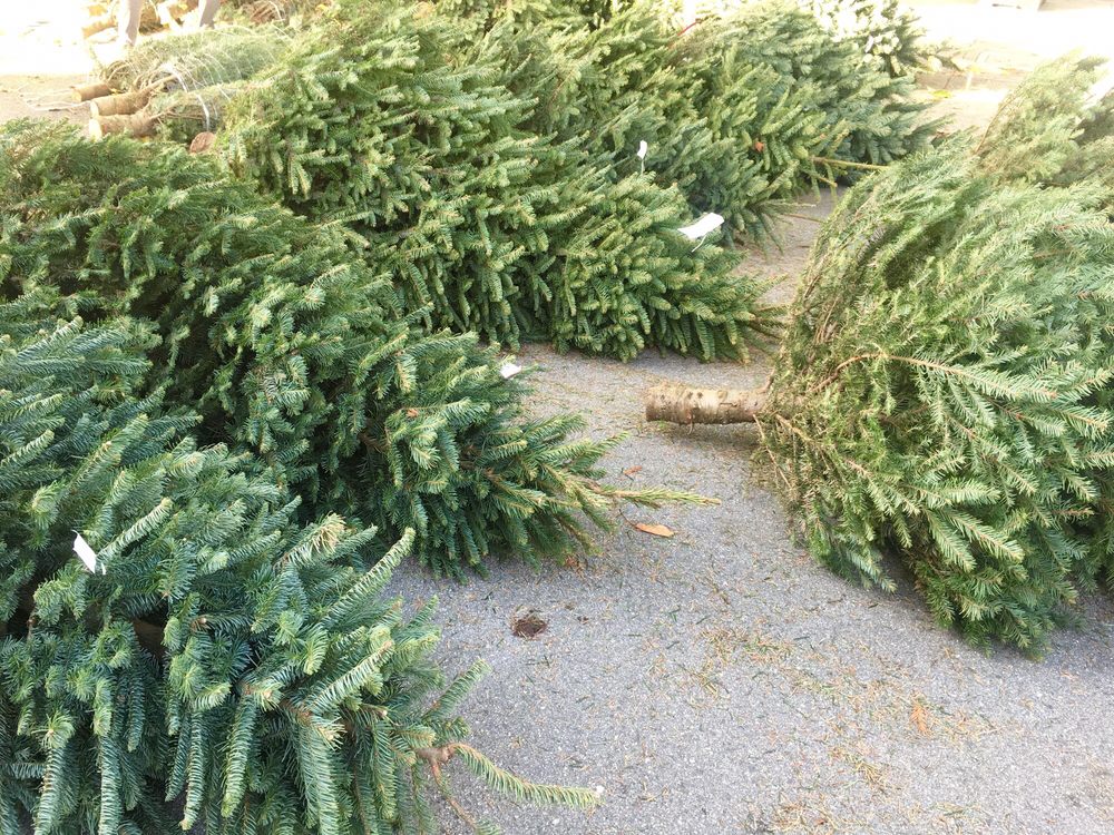 the guardsmen christmas tree lot temp closed 42 the guardsmen christmas tree lot temp closed 42