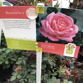 San Gabriel Nursery Florist 380 Photos 203 Reviews Nurseries Photo Of San Gabriel Nursery Florist Ca United States