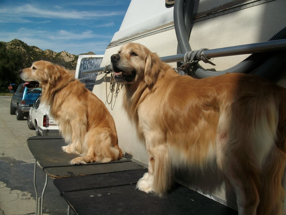 zoom and groom mobile