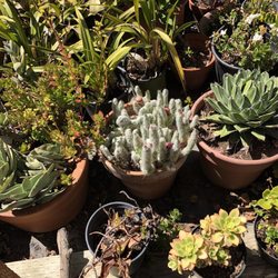 Nurseries Gardening In Petaluma Yelp Greenman Nursery