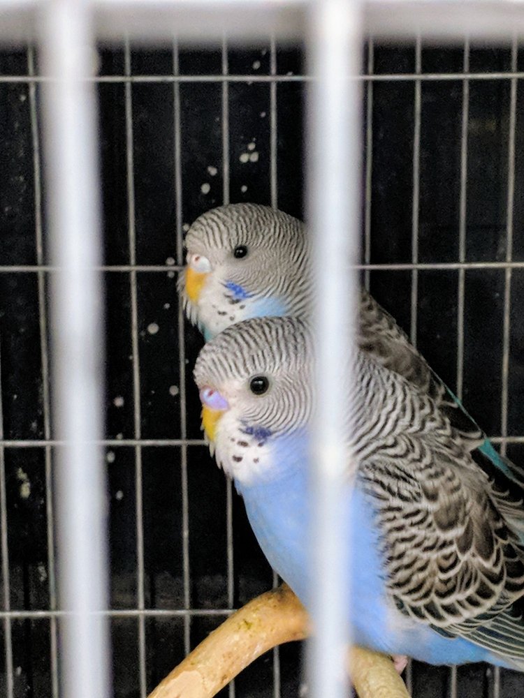 Pets Plus 19 Reviews Pet Stores 117 S W End Blvd, Quakertown, PA