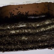 Houston Bee Removal 27 Photos Pest Control 3926 Cypress Lake Bee Swarm Had Photo Of Houston Removal Spring Tx United States