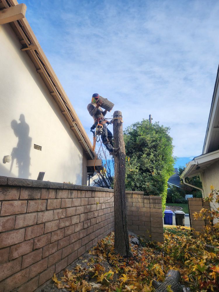 TSL Tree Service & Landscaping
