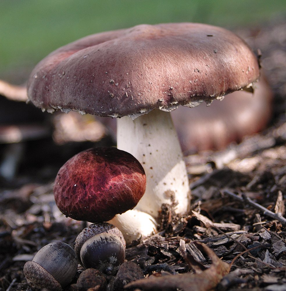 Field & Forest Products DoItYourself Food 501 Hart Dr, Peshtigo